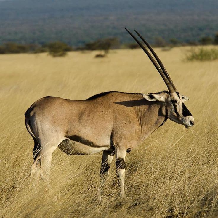 Awash National Park