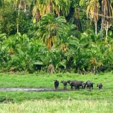 Buffalo