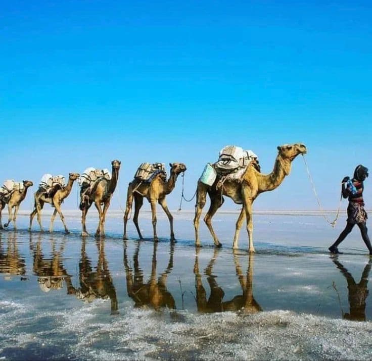 Camel caravan